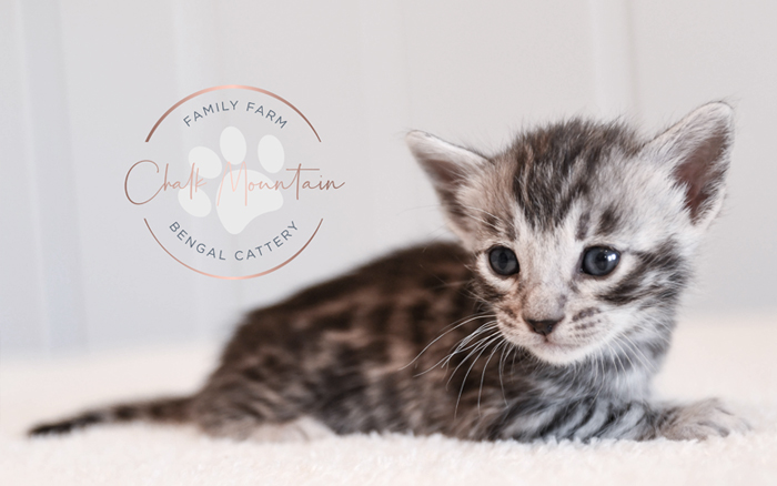 Bengal kitten for sale